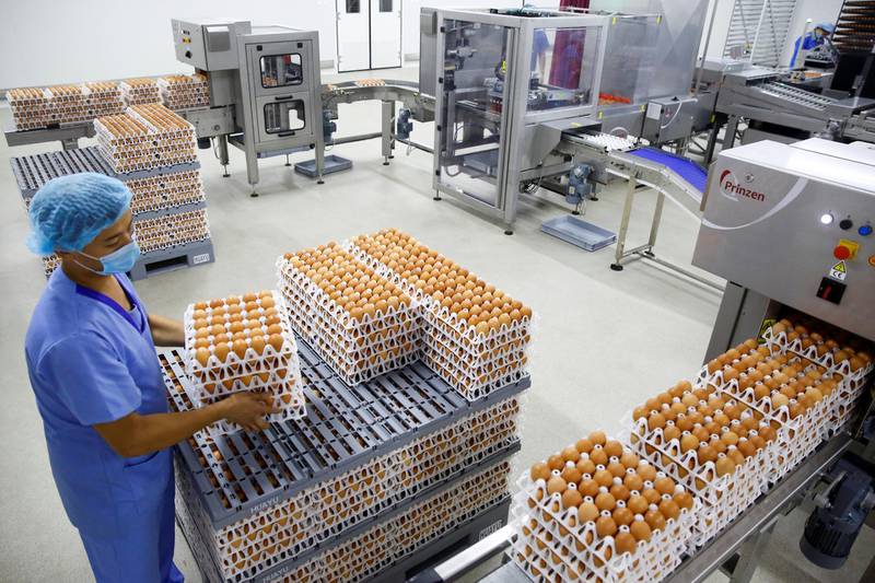 A man works at a machine that prepares chicken eggs for hatching at the Huayu hatchery in Handan, Hebei province, China, June 25, 2018. Picture taken June 25, 2018.  REUTERS/Thomas Peter