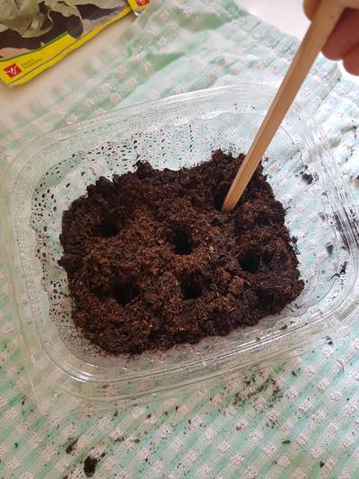 Step 4: Poke holes in the soil about 1cm deep and 1cm apart. You can use an old chopstick, a pen or even your finger for this.