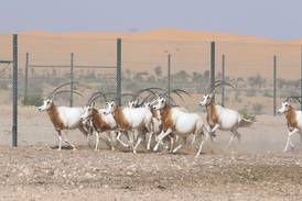 UAE-bred oryx released into African game reserve  to boost conservation bid