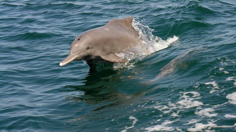 About 700 Indian Ocean humpback dolphins inhabit Abu Dhabi waters. They are classed as endangered and are included on the International Union for Conservation of Nature Red List of Threatened Species. Photo: Environment Agency Abu Dhabi