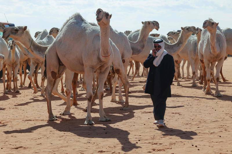 The dromedaries were judged on attributes including their lips, necks, humps and colouring