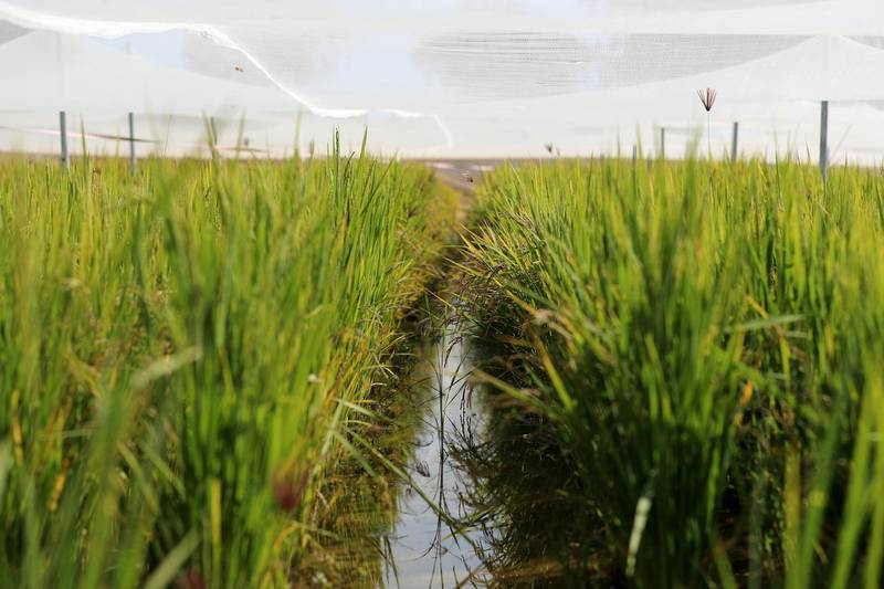 Sharjah, United Arab Emirates - Reporter: Sarwat Nasir. News. Food. Rice plants are planted in a flooded cannel at a rice farm, as part of research by the ministry to enhance UAEÕs food security. Sharjah. Monday, January 11th, 2021. Chris Whiteoak / The National