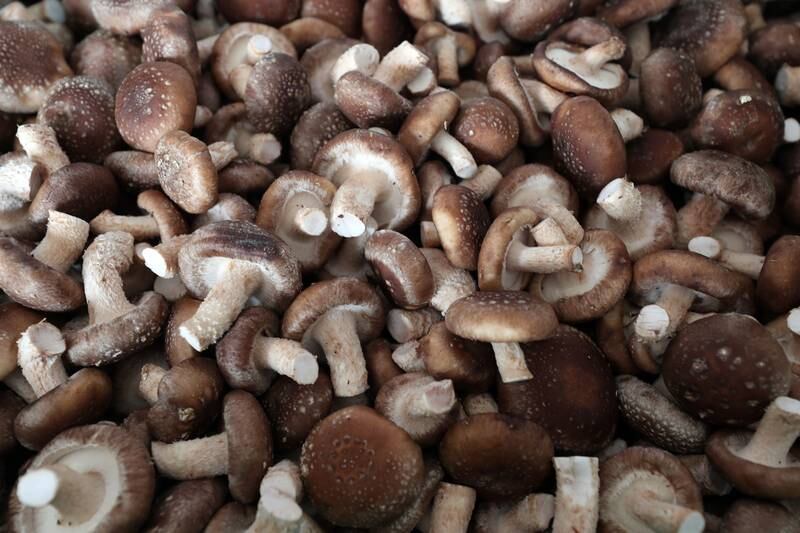 Shiitake mushrooms are native to East Asia but are grown in abundance at the farm 