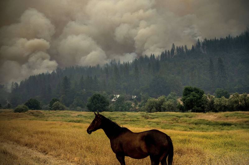 Animals have been forced to flee by the omnivorous western wildfires. AP