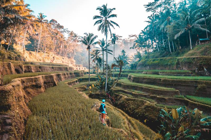 A tourist walks through rice fields in Bali. The island paradise now plans to remain closed to travellers until 2021 due to the pandemic. Unsplash