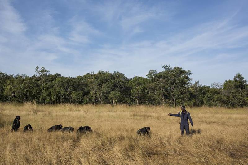 Keeper Sekou Kourouma with chimps on a bush walk at the Chimpanzee Conservation Center. Dan Kitwood / Getty Images