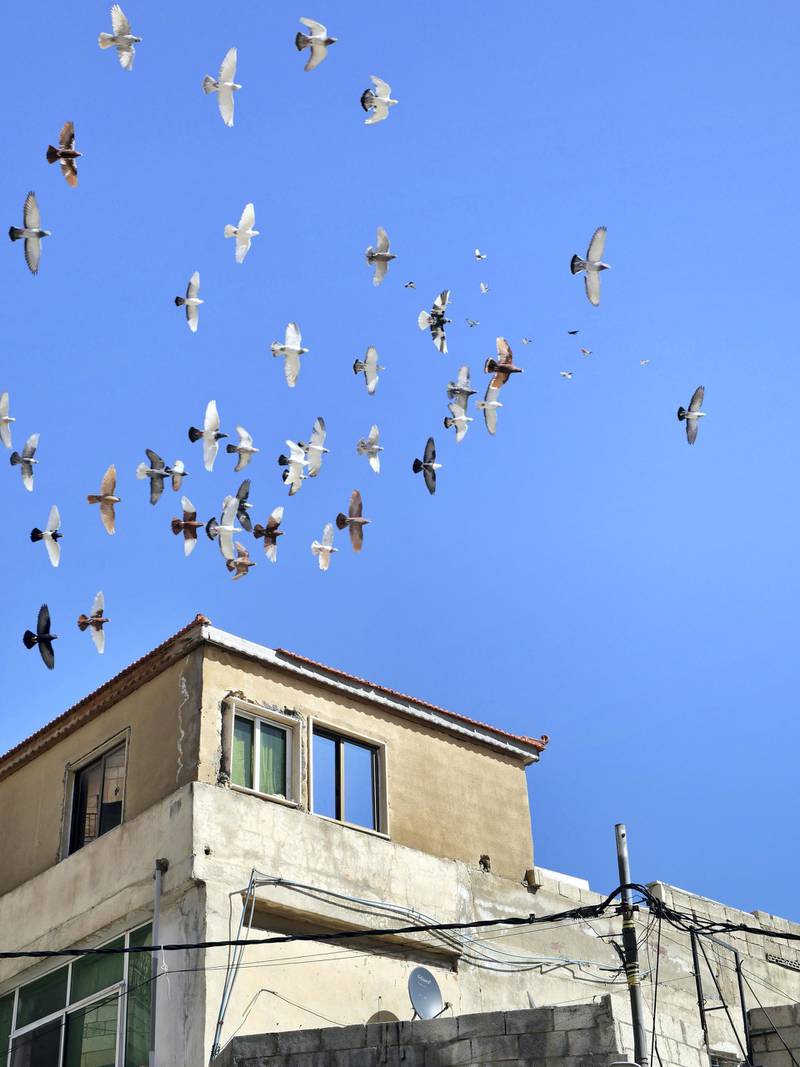 Groups of pigeons fly around Zaid Al-Otayat family's rooftop in Amman.
Picture by Charlie Faulkner
