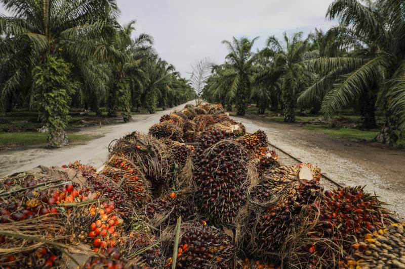 Palm oil is another driver of deforestation of some of the world’s most biodiverse forests. The edible oil is used in about 50 per cent of the packaged products found in supermarkets. Photo: Joshua Paul / Bloomberg