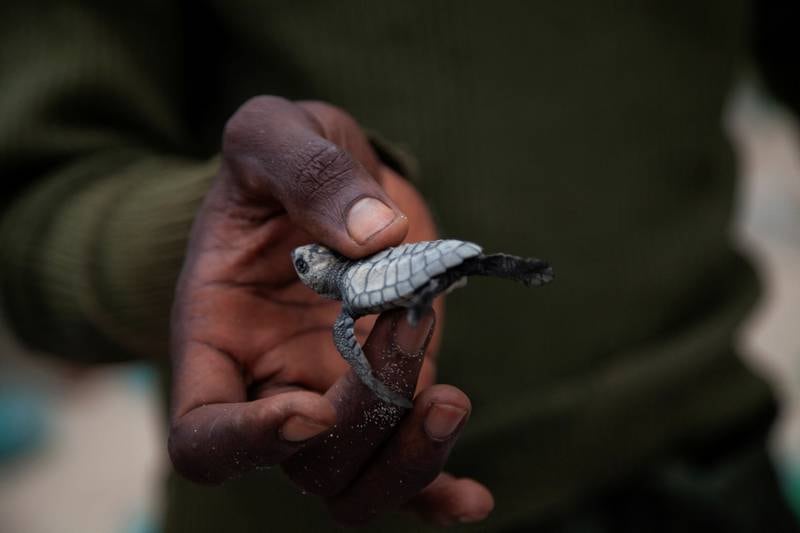 Christian Ndombe, a park ranger, holds one of the eight weeks turtles at a hatching centre in Muanda, Democratic Republic of Congo, February 5, 2022.  Picture taken February 5, 2022.  REUTERS / Justin Makangara     TPX IMAGES OF THE DAY