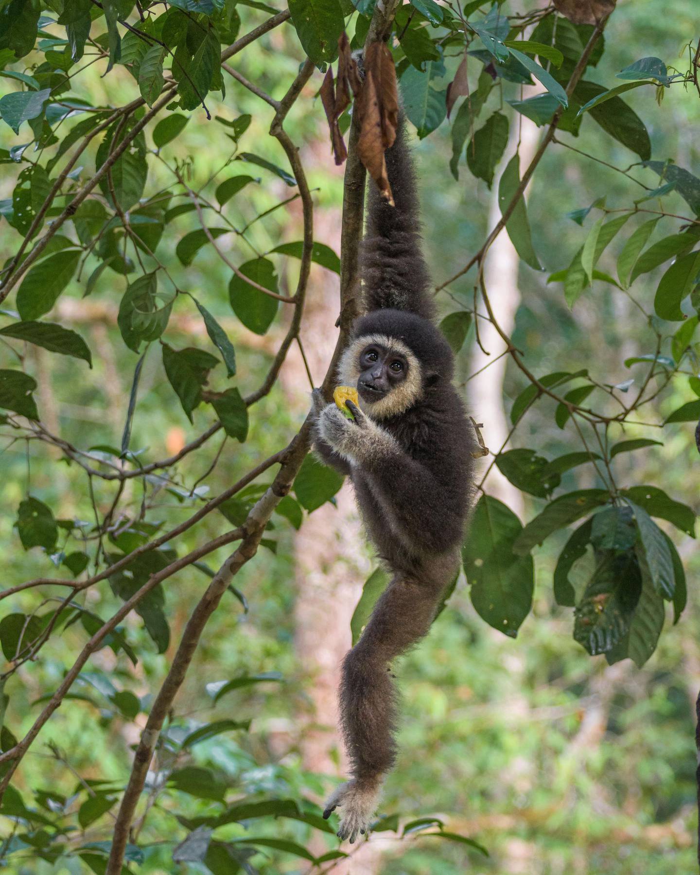 Gibbons are known for their singing abilities, which they use to attract mates and mark territory. Courtesy Jacob Emerson / Gibbon Conservation Society Malaysia