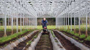 An image that illustrates this article Japanese start-up electrifies farms using solar power to grow crops and profits