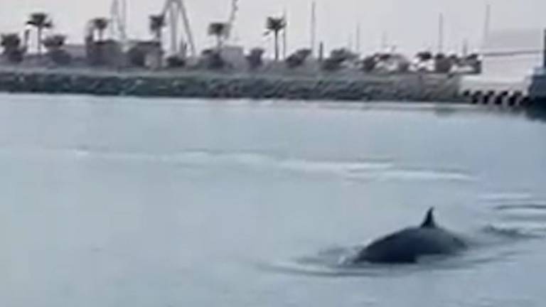 An image that illustrates this article Whale spotted in Dubai Harbour marina