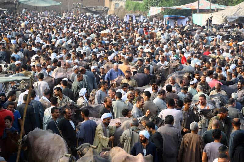 Thousands of people flock to the market in Giza to buy an animal. EPA