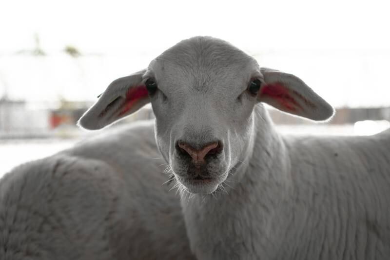 Australian White sheep are being reared in the UAE by Verticroft Holdings to reduce the need for imported livestock.