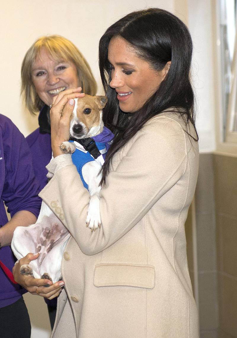 LONDON, ENGLAND - JANUARY 16:  Meghan, the Duchess of Sussex meets a Jack Russell called "Minnie" during her visit to the Mayhew, an animal welfare charity on January 16, 2019 in London, England. This will be Her Royal Highnesses first official visit to Mayhew in her new role as Patron. (Photo by Eddie Mulholland - WPA Pool/Getty Images)
