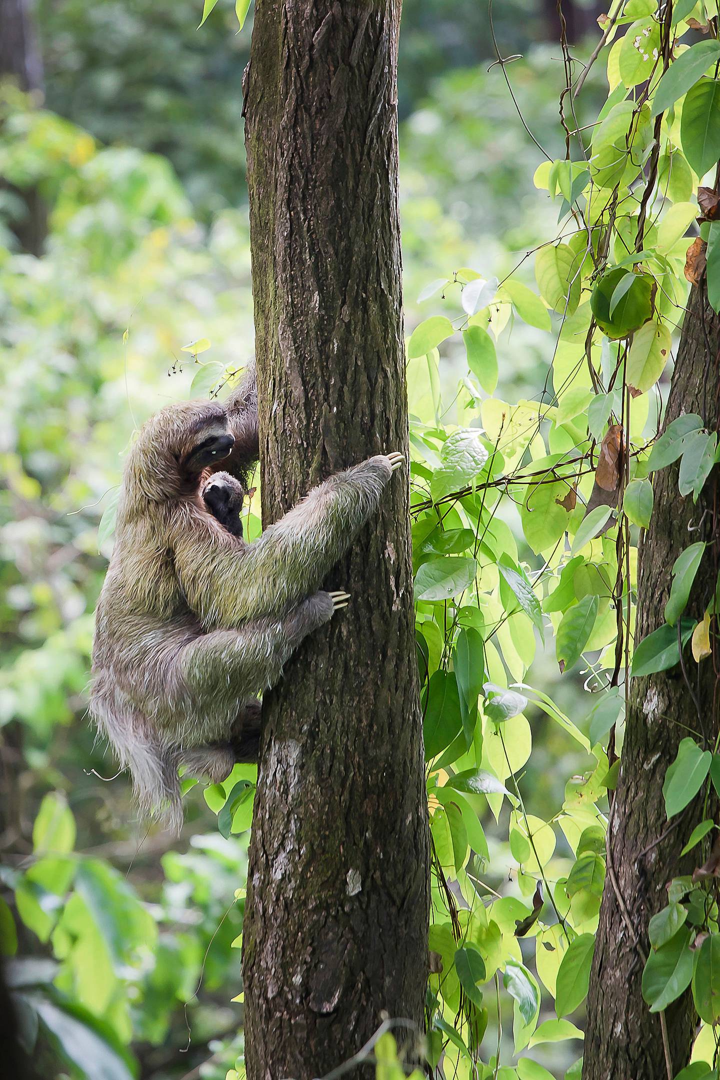 Sloths at Arenas Del Mar, a Beyond Green property. Photo: BeyondGreen