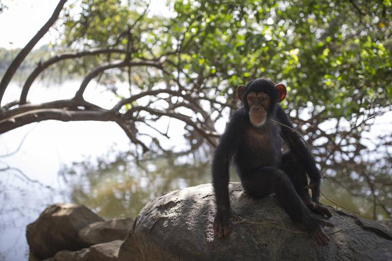 Hawa sits on a rock next to the River Niger during a bushwalk, at the Chimpanzee Conservation Centre. Dan Kitwood / Getty Images