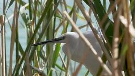 Local community protects nesting birds in Fayoum wildlife reserves of Egypt