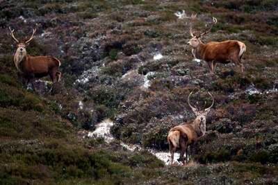 Stags near Ballater, Scotland as temperatures fell below zero overnight. Getty Images