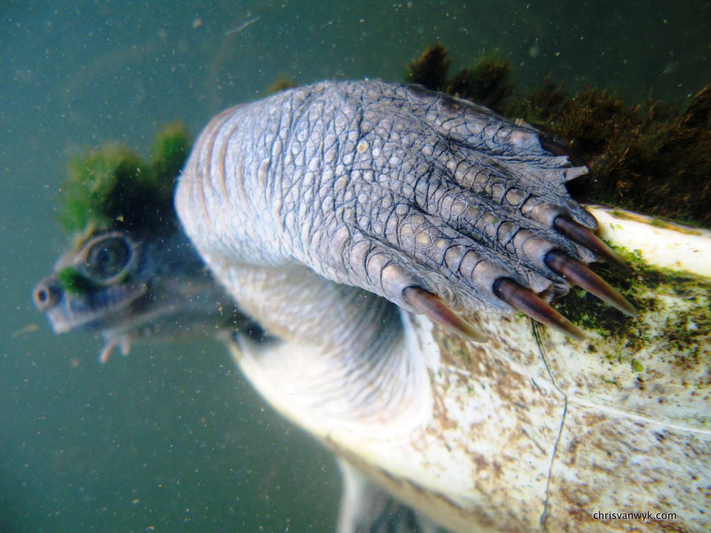 Mary River turtles were only discovered in 1990 and classified in 1994. Chris Van Wyk / @chrisvanwykdotcom