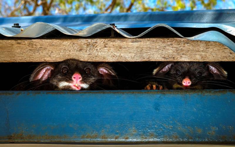 Highly Commended 2020, Urban Wildlife: Peeking possums by Gary Meredith, Australia.