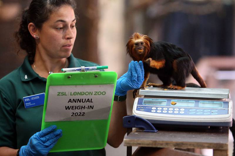 Samira, a golden-headed lion tamarin, stands on a scale during the London Zoo's annual weigh-in on Thursday. AFP