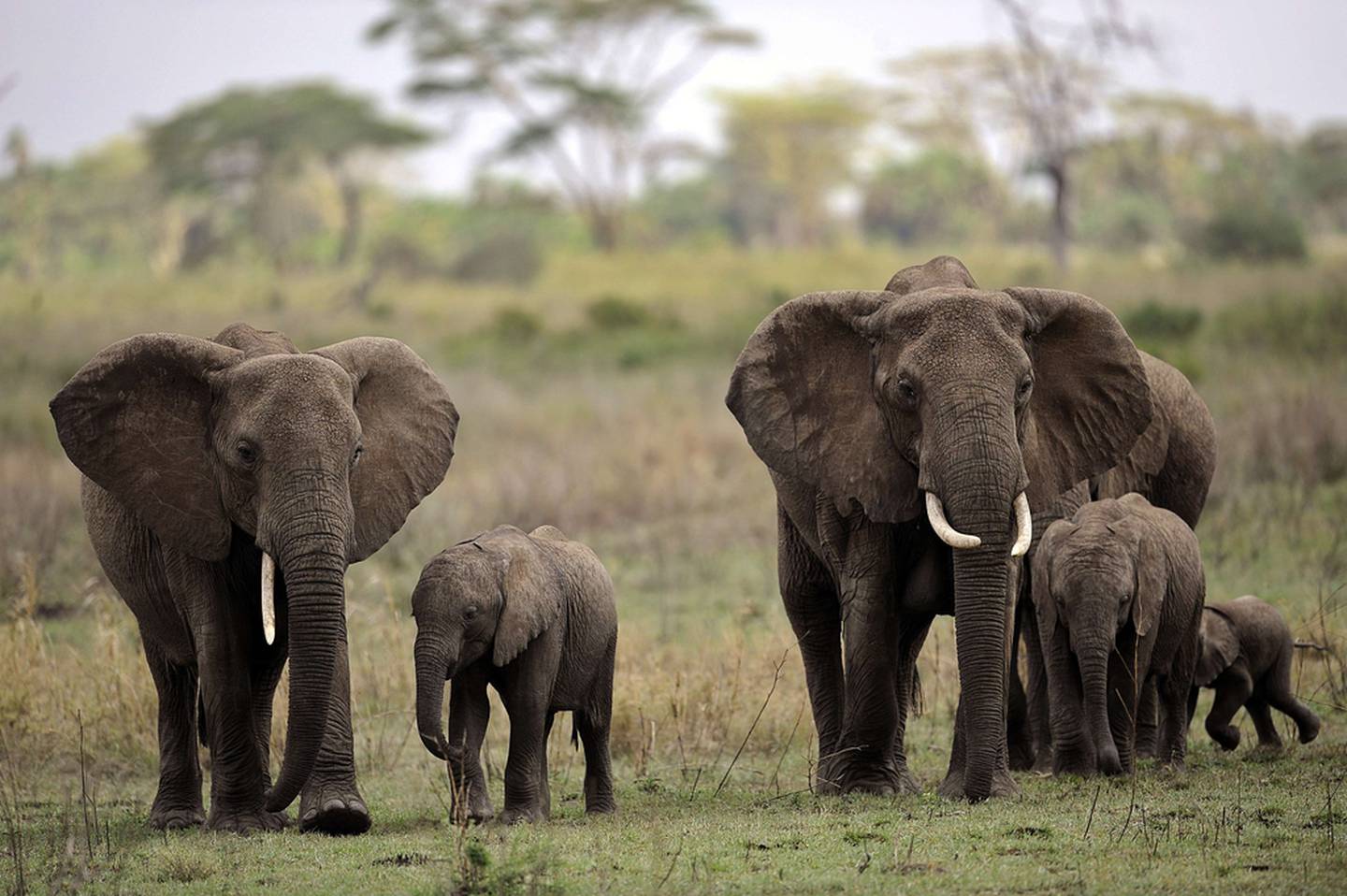 Африканские слоны в национальном заповеднике Серенгети на севере Танзании.  Считается, что каждый день из-за бивней убивают около 55 африканских слонов.  Тони Карумба / AFP