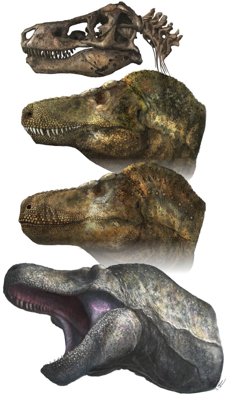The teeth on the T-rex and other big theropods were probably covered by scaly lips, a study in the journal Science concluded. AP
