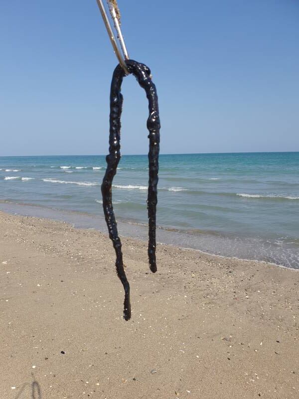 A sea snake killed by the oil slick off the UAE coast.