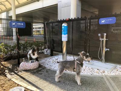 Dogs are pictured at the first ‘dog toilet’ opened at an airport in Japan, at Osaka International Airport in this undated handout obtained by Reuters on February 10, 2020. KANSAI AIRPORTS/Handout via REUTERS  THIS IMAGE HAS BEEN SUPPLIED BY A THIRD PARTY.