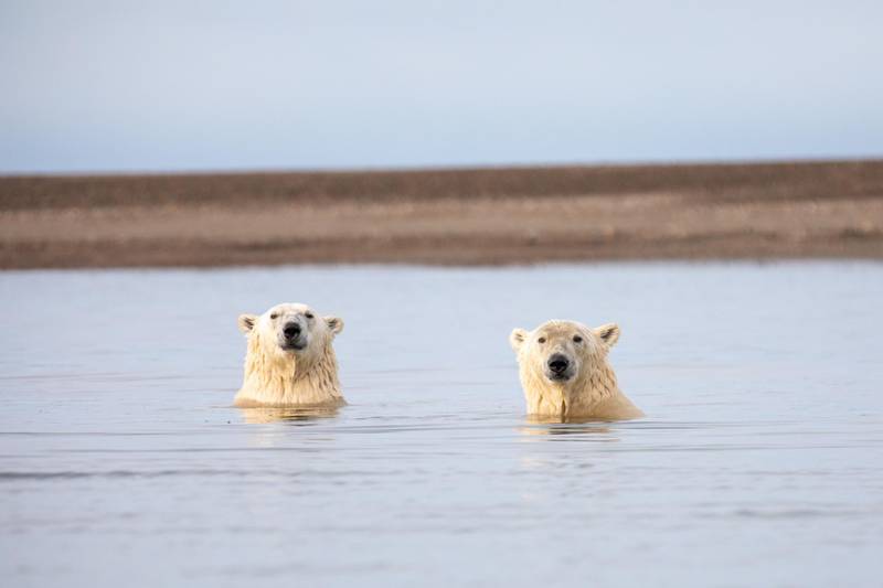 There are 50 resident polar bears in Kaktovik. Courtesy Jamie Lafferty