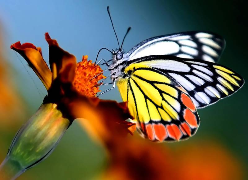 A butterfly sucks nectar from a flower in Jammu, the winter capital of Kashmir, India. EPA