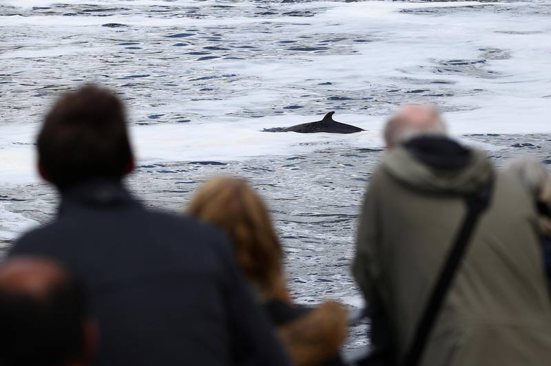 People look at the three-metre minke whale calf that was found injured and beached on concrete, at Richmond Lock, in the River Thames, London. Reuters