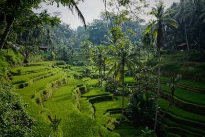Bali will welcome retired workers and digital nomads as part of Indonesia's new long-term visa schemes. Photo: Niklas Weiss / Unsplash