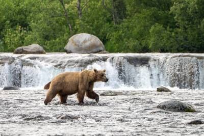 Bear 128, named Grazer, is one of the more dominant female bears in the falls, the NPS said. Photo: L Law
