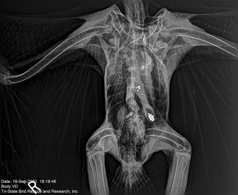 This X-ray image shows metallic particles in the gastrointestinal tract of a bald eagle in Newark, Delaware. Tri-State Bird Rescue & Research via AP