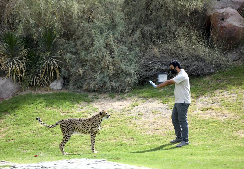 Abu Dhabi, United Arab Emirates - The ÔCheetah RunÕ is to provide positive reinforcement training, and once the training is complete the animal is rewarded with food at Al Ain Zoo. Khushnum Bhandari for The National