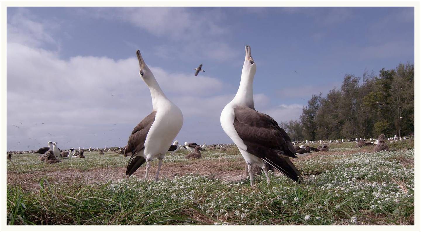 A scene from 'Albatross'. 
