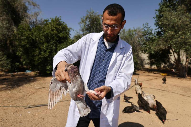 Mohamed Al Khaldi treats a pigeon with a bone fracture. AFP