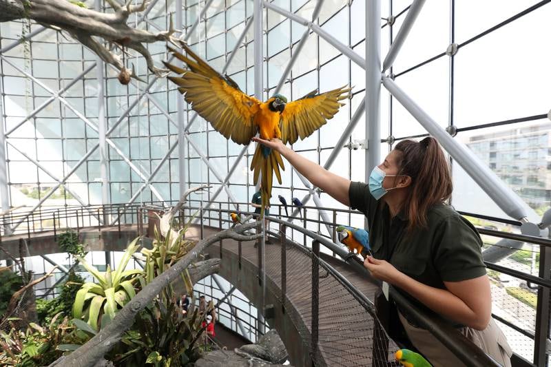 A blue and gold macaw with biologist Elizabeth Hill at the Green Planet in Dubai. Chris Whiteoak / The National