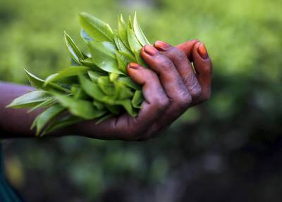 Freshly picked tea leaves are seen in the hand of a tea garden worker.