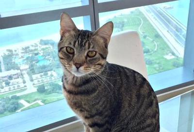 Felix the cat was enroute from Abu Dhabi to New York when his carrier was broken. Felix is now missing. Photo Courtesy Jennifer Stewart