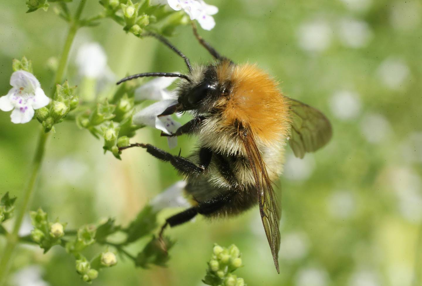 BERLIN, GERMANY - AUGUST 09:  A common carder bumblebee (bombus pascuorum, in German called an Ackerhummel) prods flowers for nectar in an urban garden in the city center on August 9, 2018 in Berlin, Germany. NABU (Naturschutzbund Deutschland, or Federation for Nature Protection Germany), Germany's biggest NGO for conservation and the study of nature, is leading an "insect summer" project that calls on volunteers across Germany to take an hour and count the various insects they find in a particular location. Thousands of people, both in urban and rural locations, are taking part. The project, which runs through August 12, is designed to raise public awareness over Germany's insect diversity. A study released last year conducted by entomologists over several years showed a strong decline in the shear numbers of insects in Germany, presumably due to the use of pesticides by farmers and the disruption of natural habitats.  (Photo by Sean Gallup/Getty Images)