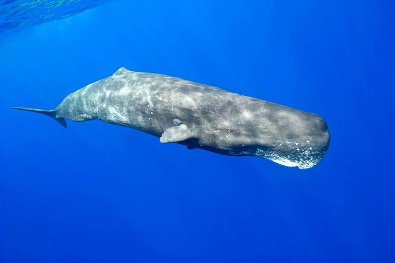 CFE7EC Sperm whale (Physeter macrocephalus), Hawaii