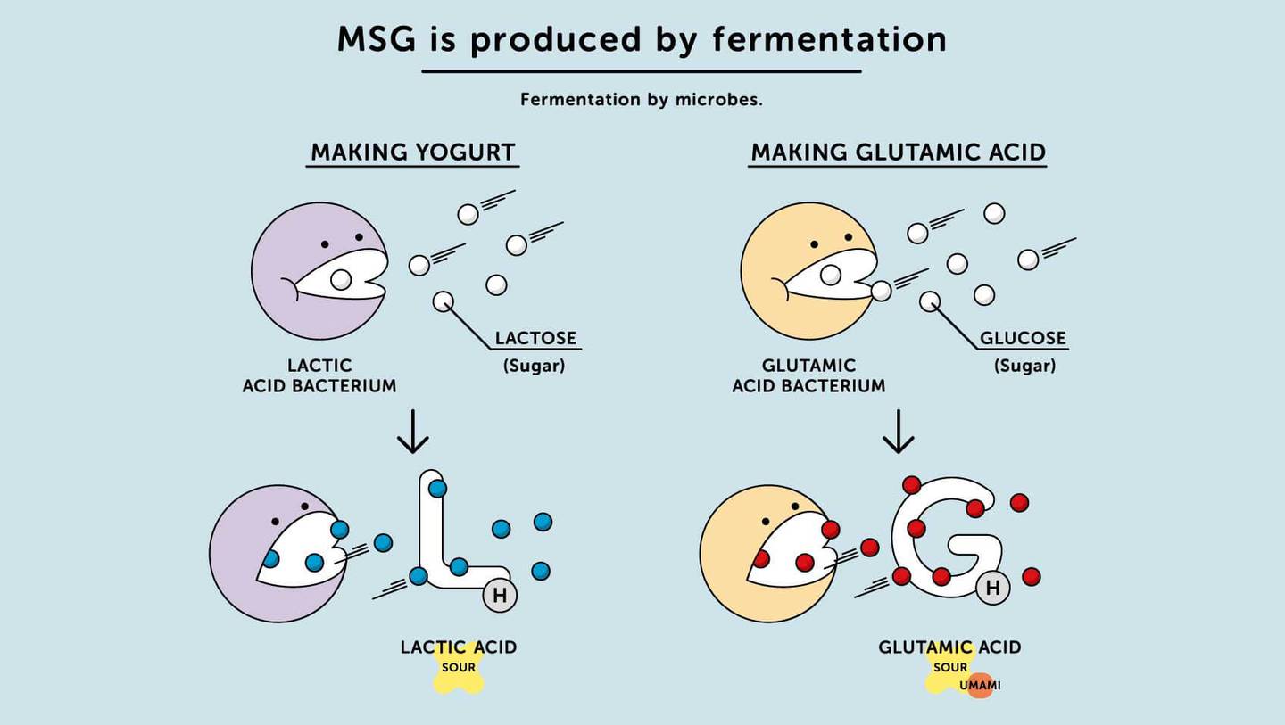The fermentation process to create MSG. Photo: Ajinomoto