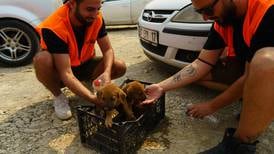 As humans flee Turkey’s devastating fires, brave volunteers save the animals left behind 