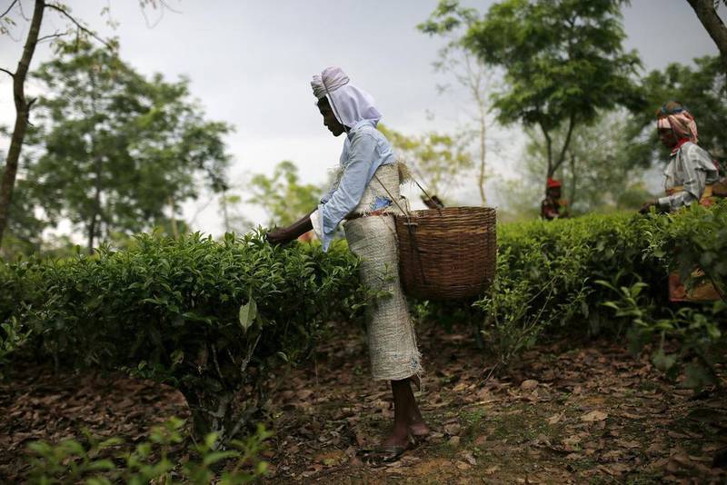 A tea garden worker fills a basket with freshly picked tea leaves.