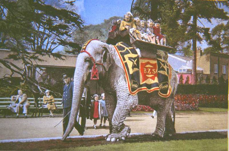 Rosie, a Sri Lankan elephant arrived in 1937. She lived at the Zoo for 24 years before passing away. It was estimated that she gave young visitors 80,000 rides along the Terrace during her time. 