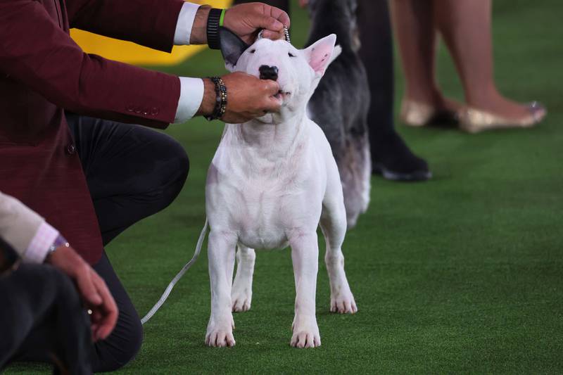 A miniature bull terrier is given a treat after entering the arena for the Terrier group judging event. AFP