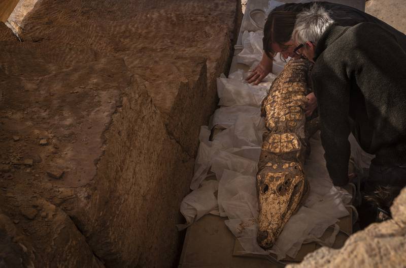 The crocodiles did not display any sign of physical injury, leading researchers to speculate they had been killed by drowning, suffocation or overheating in the hot Egyptian sun. Photo: Patricia Mora Riudavets